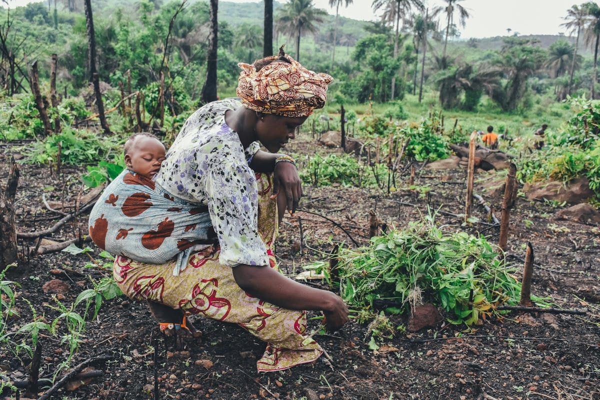 A woman wears a baby on her back while tending to crops in a lush, semi-cleared field with palm trees in the background.