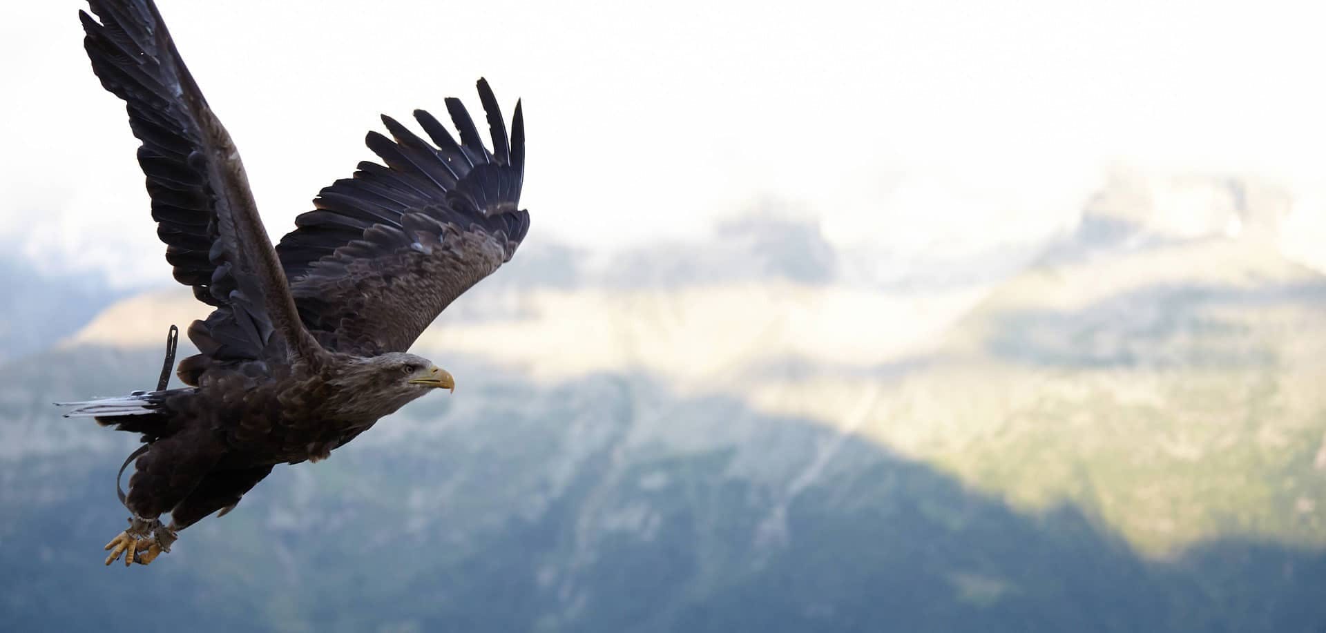 An eagle soars with wings fully extended, against a backdrop of misty mountains and a bright sky.