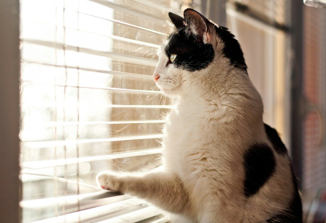 A black-and-white cat is sitting on a windowsill, looking outside through partially open blinds, with sunlight streaming in. The surroundings are indoors, with visible window frame.