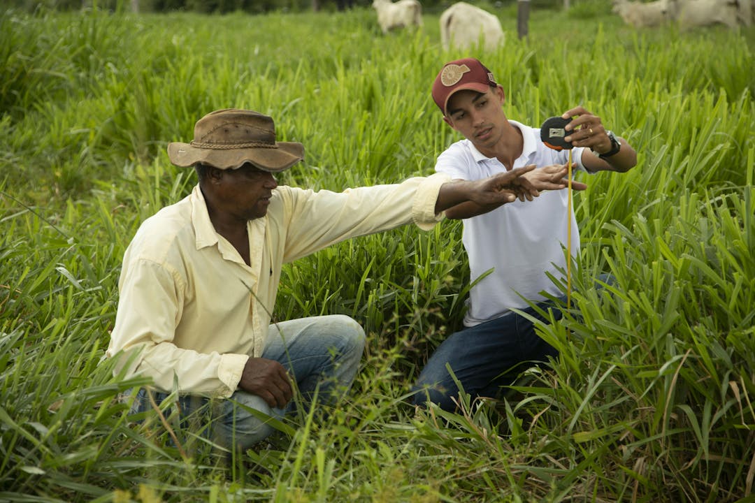 Two men in a field are examining and measuring something among tall grass, using a measuring tape, with cows grazing in the background.