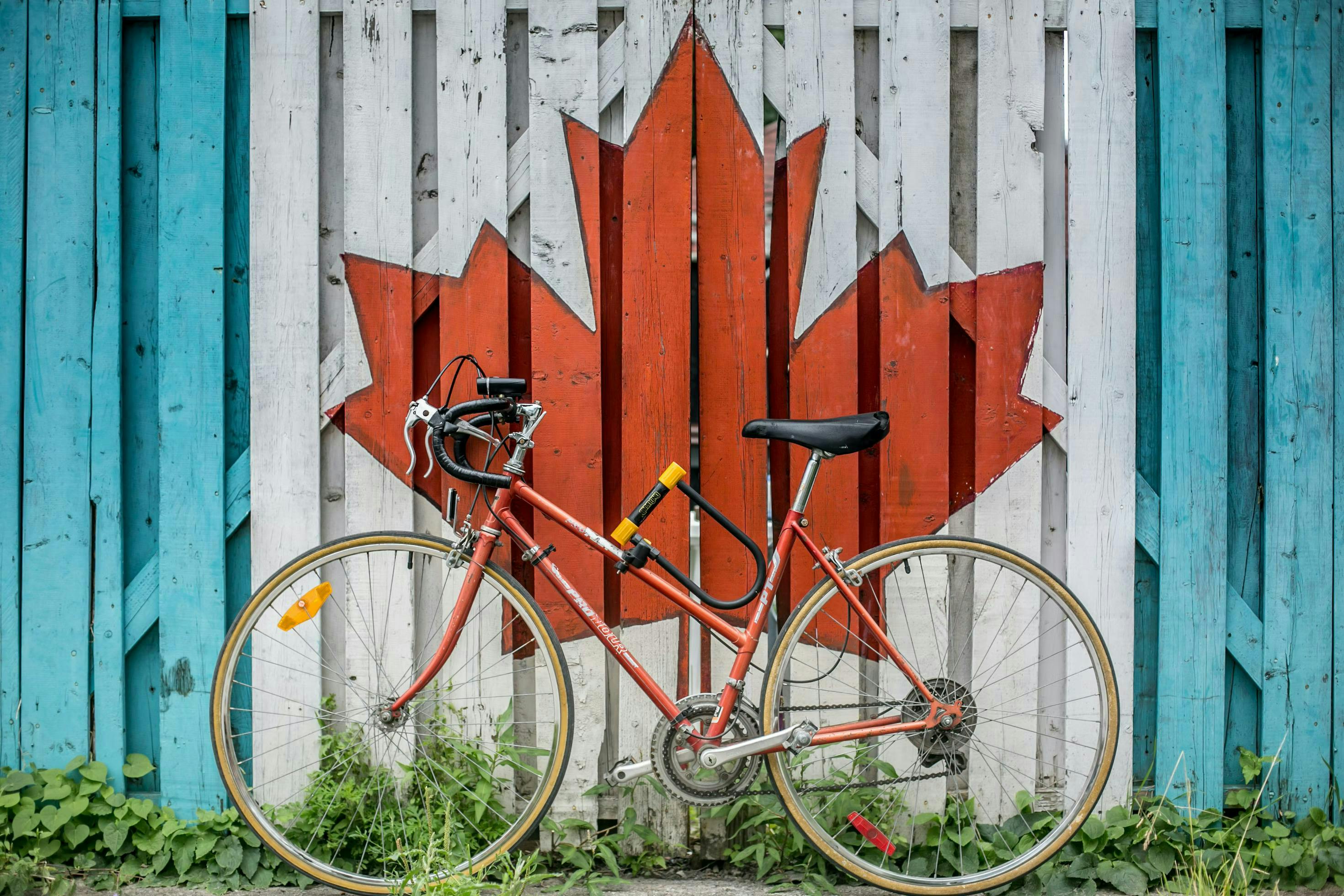 A red bicycle leans against a wooden fence painted with a large red maple leaf in the center, blue panels on the sides, and green plants at the base.