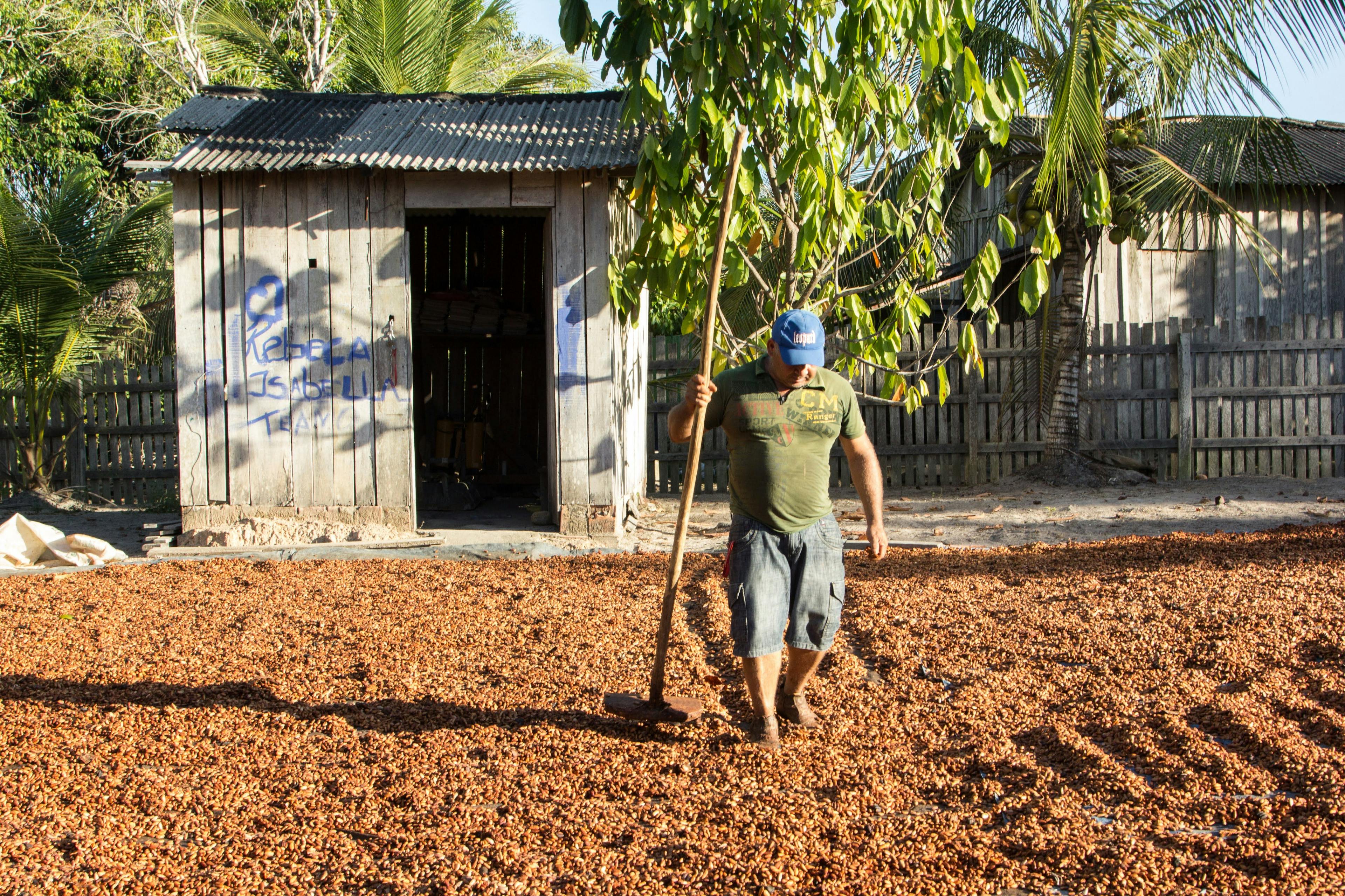 Brazilian farmer with cacao beans